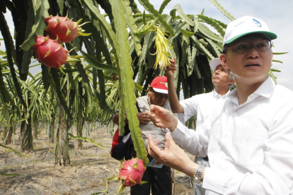 En la vía a la costa de produce en grandes extensiones.