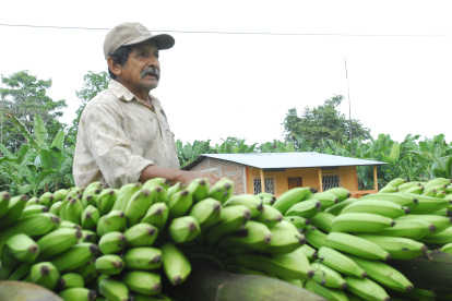 El plátano dominico es uno de los más apetecidos por los restaurantes y cafeterías.