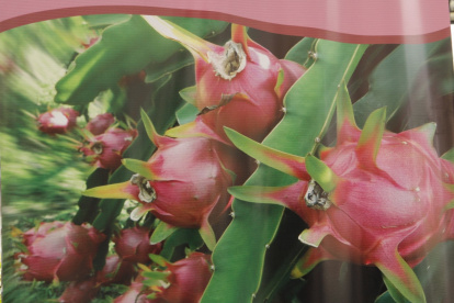 La fruta se produce en varias zonas.