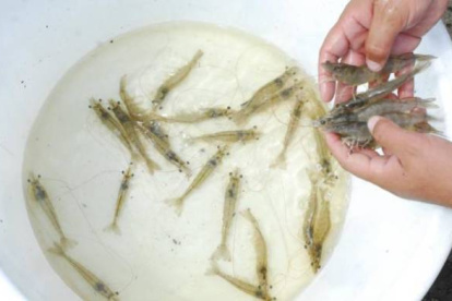 Ecuador actualmente tiene problemas por el coronavirus. Su principal mercado es China.