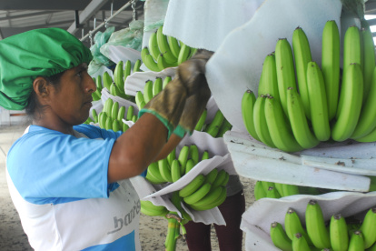 La calidad de la fruta es mejor que la de otros países.