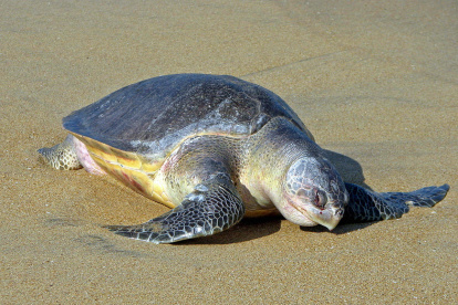 Referencial. La tortuga de especie Golfina Lepidochelis Olivaceas se encuentra en peligro de extinción.