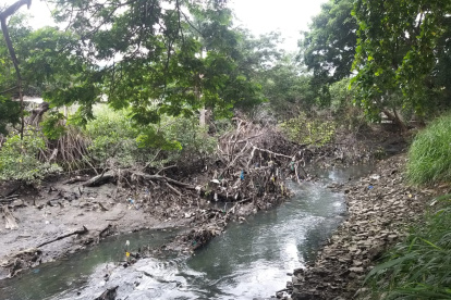 Aspecto. Decenas de desechos sólidos se enredan con el manglar.