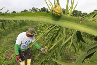 El producto sale de varias provincias del Ecuador.