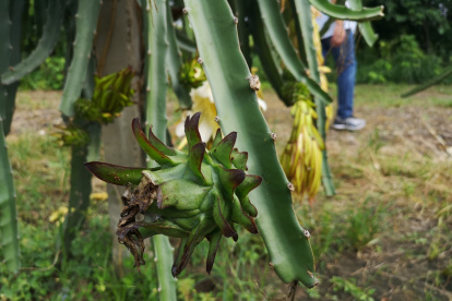La variedad se suma a la amarilla de Palora (oriente) y a la roja.