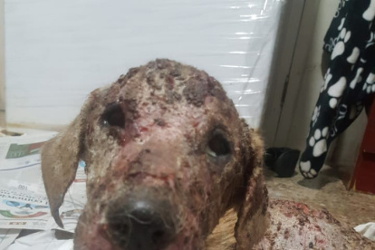 El cachorro de mirada triste fue rescatado en el sector de Mucho Lote. Su piel carecía de pelaje. Estaba en llaga viva.
