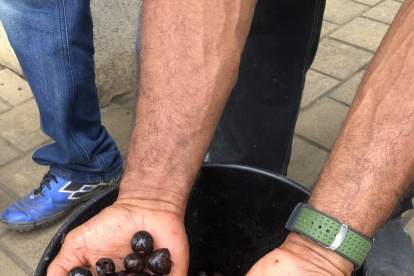 Fruto. Los pocos árboles de pechiche que quedan están en pequeñas fincas y plantaciones agrícolas, de donde se obtiene la cosecha para comercializarla.