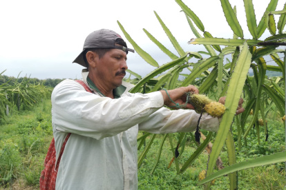 Durante la cosecha se usa mucha mano de obra, en la retirada de espinas y recolección.