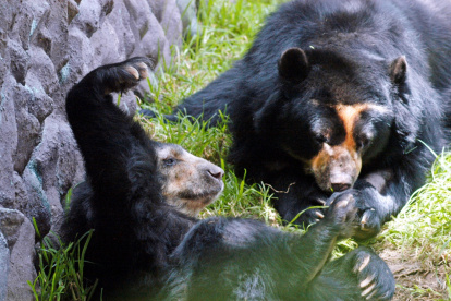 En el Zoológico de Guayllabamba hay especialmente especies propias de del continente.