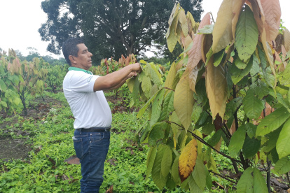 El cacao demanda mucha mano de obra.