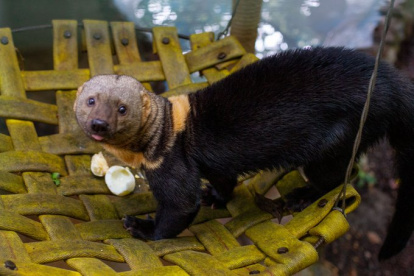 Zoológico de Quito, en crisis por el coronavirus.