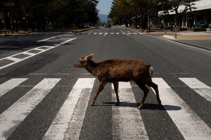 Los animales silvestres se sienten como en casa durante la cuarentena.
