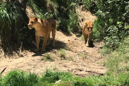 El bioparque Amaru de Cuenca es hogar de veinte leones y de numerosas especies.
