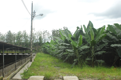 Los Ríos es la provincia de mayor producción.