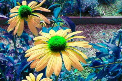 Diario de una madre en cuarentena, día 11.