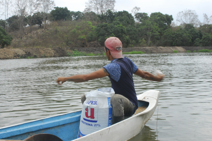El alimento es lo más costoso en la industria acuícola.