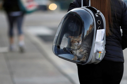 A diferencia del perro de Hong Kong (fallecido) que no presentaba ningún síntoma, al gato sí se lo notaba decaído, con vómitos y diarrea.