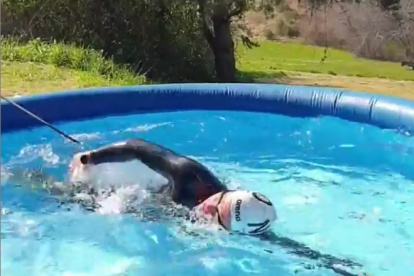 La campeona olímpica Sharon van Rouwendaal se entrena en una piscina inflable y con su cintura atada a un árbol.
