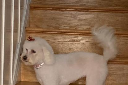 El estado en que se halla la perra actualmente.