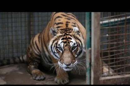 El animal fue infectado por un cuidador del lugar.