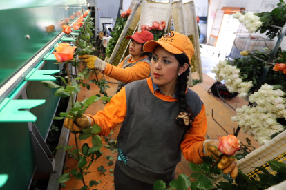 El sector florícola ha sido uno de los más golpeados debido a la parálisis del comercio internacional.