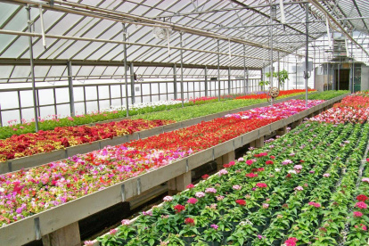 El sector florícola ecuatoriano es uno de los más afectados por la pandemia.