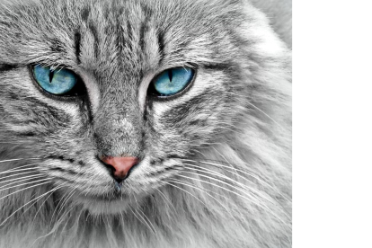 Los gastos tienen un alto riesgo de contagiarse de coronavirus.