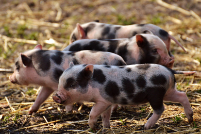 El coronavirus PEDv mató a ocho millones de cerdos, recién nacidos en su mayoría.