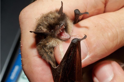 La investigación incluyó visitas a cuevas y analizar los excrementos de murciélagos.