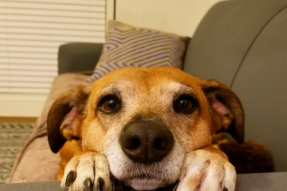 Pinchi es un perro tranquilo que le gusta posar para las fotos.
