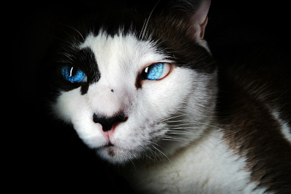 Ha habido casos de gatos infectados con coronavirus, te explicamos por qué.