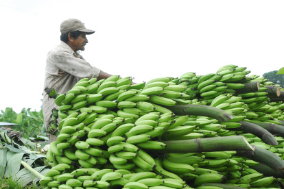 Precios. Los agricultores se quejan de estar recibiendo $ 2,50 por caja, un valor que no cubre los costos de producción.