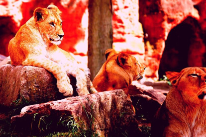 "Diario de una madre en cuarentena", día 39. Por: Cecilia Tecchi.