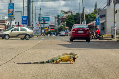Avistamiento. Una iguana fue vista andando en la vía principal de la ciudadela La Alborada.