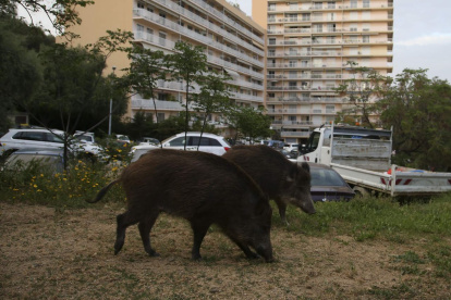 Varios jabalíes han sido observados en las calles de Francia durante el confinamiento.