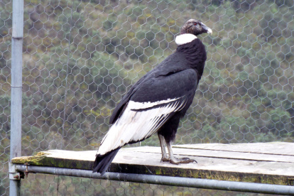 Por el momento se esperan otros resultados del análisis de química sanguínea. Actualmente el pronóstico es reservado.