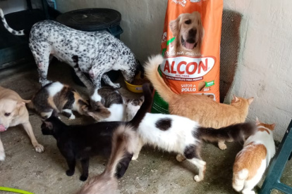 Más de 900 animales, entre perros y gatos recibieron el alimento.