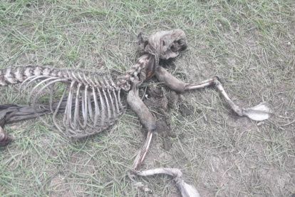 Así fue hallado el esqueleto del extraño animal