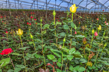 El sector de floricultura de Ecuador, genera 850 millones de dólares anuales.