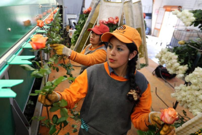 Florícolas. Este es uno de los sectores más afectados con la pandemia. No solo ha debido paralizar funciones, sino suspender a trabajadores.
