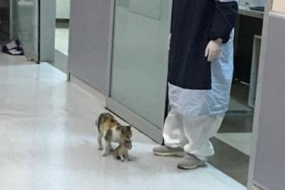 La gata entró al hospital con su cría en el hocico.