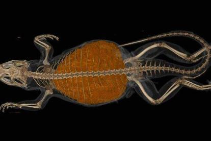 Tomografía computarizada de un lagarto de cola rizada con una masa de 22 gramos de comida digerida en su vientre.