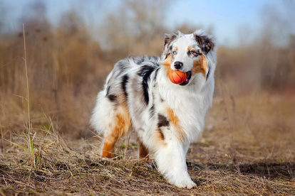 Pastor australiano. Es un perro que requiere correr más que el promedio de razas, tiene mucha energía.