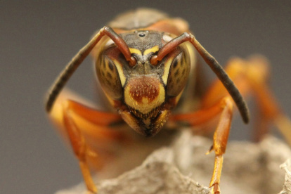 MIA52. WASHINGTON (DC, EE.UU.), 01/12/2011.- Fotografía cedida en la que se observa una "avispa de papel". Un equipo de científicos ha descubierto que las avispas que viven en colonias comunales con reinas múltiples, conocidas como "avispas de papel", pueden reconocerse por las caras unas a otras, igual que los humanos, según un estudio difundido hoy, jueves 1 de diciembre de 2011. EFE/Science/AAAS/SÓLO USO EDITORIAL/NO VENTAS