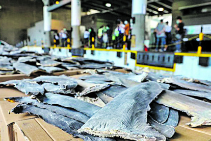 El cargamento suma más de lo que la aduana de Hong Kong ha decomisado en aletas de tiburón en los últimos dos años.