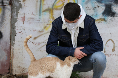 Los gatos son susceptibles al virus y pueden contagiar a otros de su misma especie.