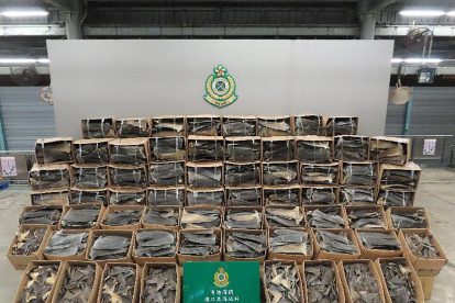 El Departamento de Aduanas de Hong Kong interceptó un cargamento récord de aletas de tiburón, 26 toneladas, que los agentes se decidieron a inspeccionar al considerar sospechoso el etiquetado, íntegramente en español y procedente de Ecuador.