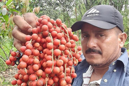 Nelson Secaira es uno de los productores de esta fruta en el recinto San José, del cantón Montalvo. Él no olvida sus raíces.