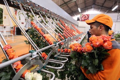 El sector florícola, fuertemente afectado por la pandemia, genera 40.000 empleos directos.