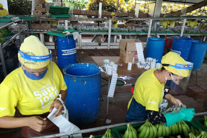 Los protocolos son indispensables en las empresas bananeras.